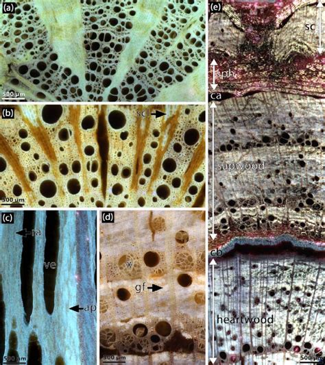 LATscan Of Woody Vines Illustrating Wood Anatomical Features A