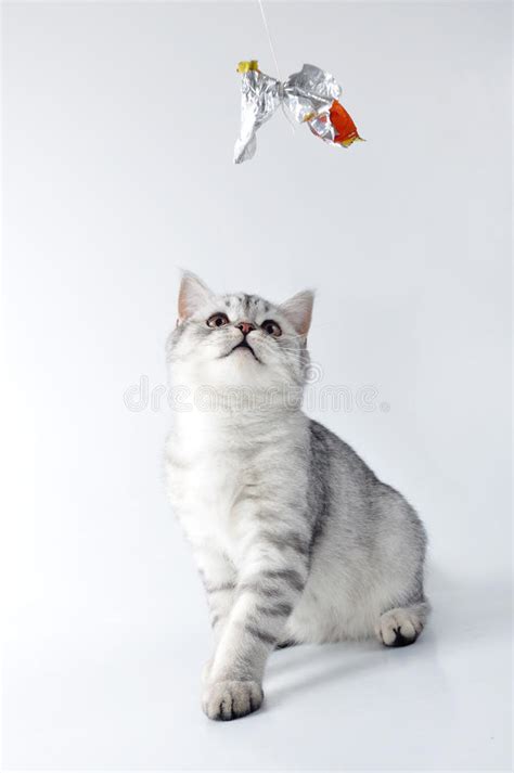 Le Chaton De Tabby Scottish Dort Avec Une Boule Des Fils Photo Stock