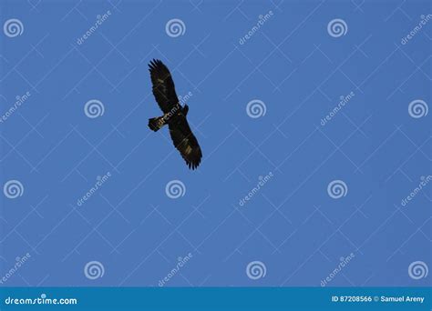 Hawks flying stock photo. Image of nature, vertebrate - 87208566