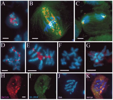 Zwilch Localizes Dynamically To Kinetochores And Kinetochore