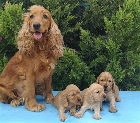 Cocker Garanta O Seu Filhote De Estimação Parcelamento sem juros