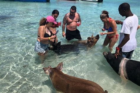 Nassau Swim With Da Pigs Beach Day Including Lunch New