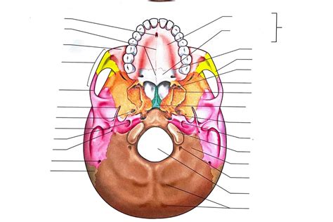 Inferior View Of The Skull Diagram Quizlet