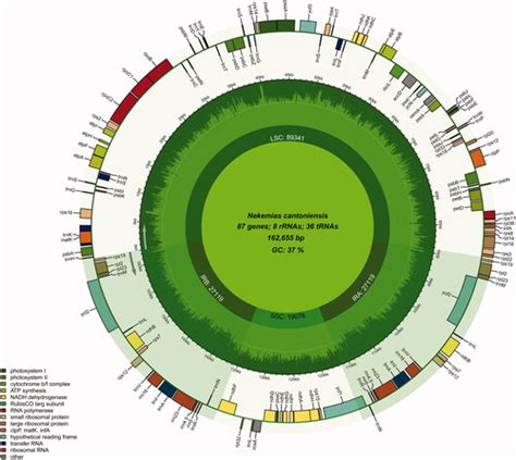 Full Article The Complete Chloroplast Genome Sequence Of Nekemias