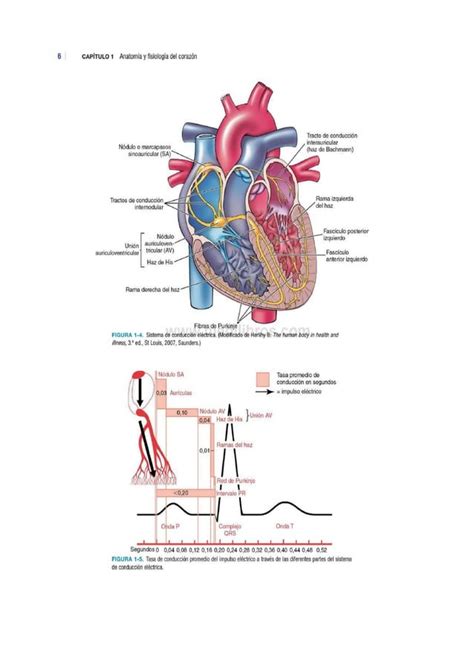 Anatomía Y Fisiología Del Corazón Sistema De Conducción Eléctrica Del