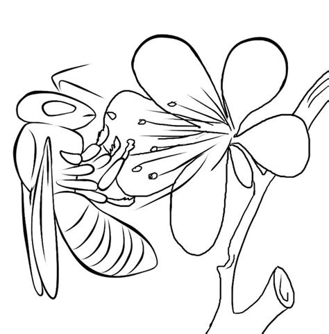 Bee And Flower Drawing at GetDrawings | Free download