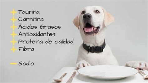 Comida casera para perros con problemas de corazón Actualizado