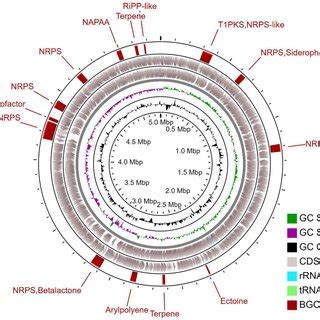 Circular Genome View Of G Hongkongensis EUFUS Z928 The Inner Ring