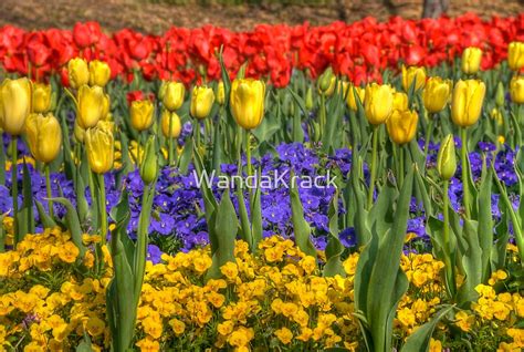 "Spring Flowers at Centennial Park, Nashville, Tennessee" by WandaKrack | Redbubble