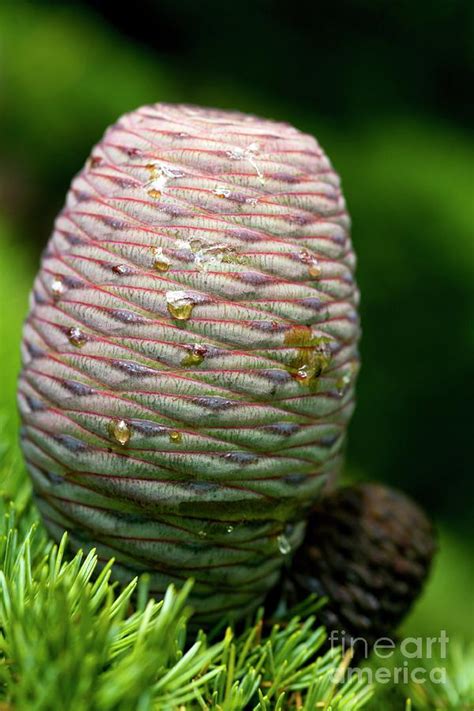 Atlas Cedar Cones By Dr Keith Wheeler Science Photo Library