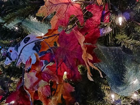 Leaves On A Christmas Tree My Wife And I Visited Ripley S Flickr