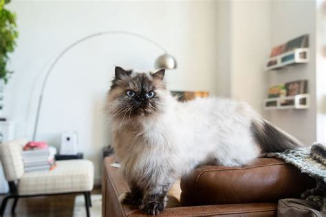 Himalayan Cat Full Profile History And Care