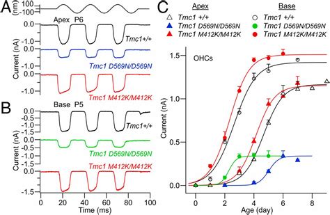 A Tmc Mutation Reduces Calcium Permeability And Expression Of