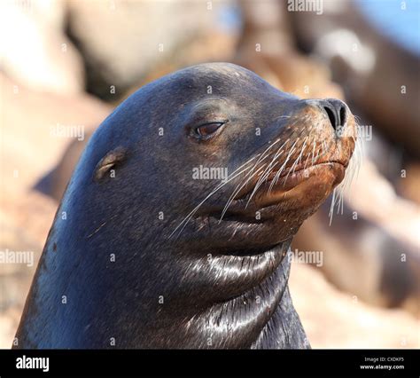 Sea Lion Eyes Stock Photos And Sea Lion Eyes Stock Images Alamy