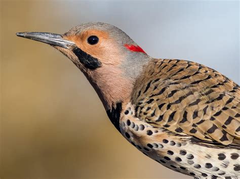 Types Of Woodpeckers In New York Complete Guide Birdfact