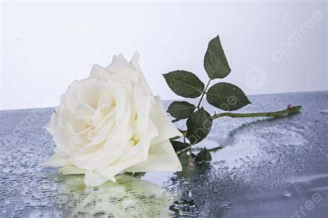 El Mensaje Oculto En Cultivo Una Rosa Blanca De Jos Mart