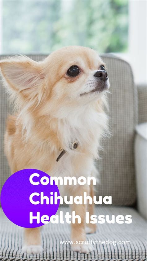 Common Issues In Chihuahua Health Luxation Of The Patella Reverse