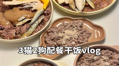 森尼和小莱｜vlo100 五只猫狗的配餐干饭vlog Youtube