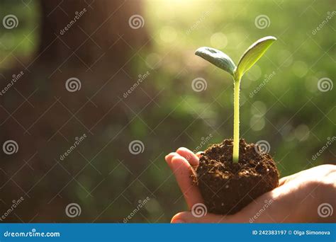 Young Green Sprout In The Hands In The Light Of The Sun On A Background