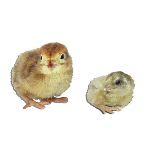 Coturnix Quail Assortment Eggs | Strombergs Chicks & Game Birds