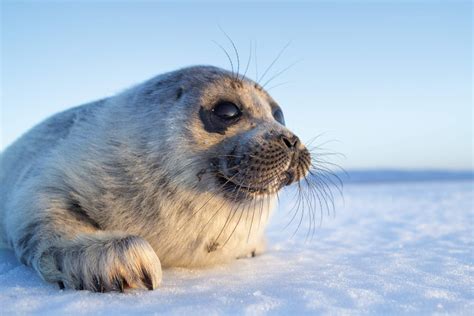 Байкал Нерпа (55 фото) - 55 фото