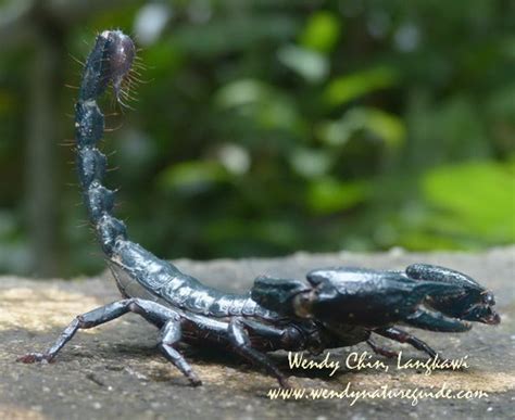 Heterometrus Spinifer Giant Forest Scorpion Lateral View Flickr