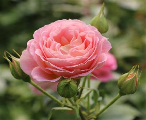 Blushing Parasol Spray Roses - Florabundance Wholesale Flowers