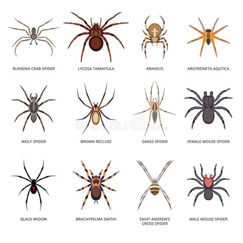 Spiders 库存例证 插画 包括有 蜘蛛 图标 寡妇 万圣节 视图 万维网 图象 阿拉法特・ 79192698