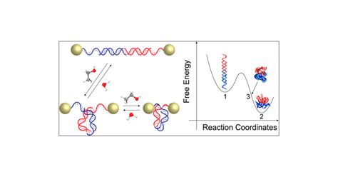 Ethanol Induced Condensation And Decondensation In Dna Linked