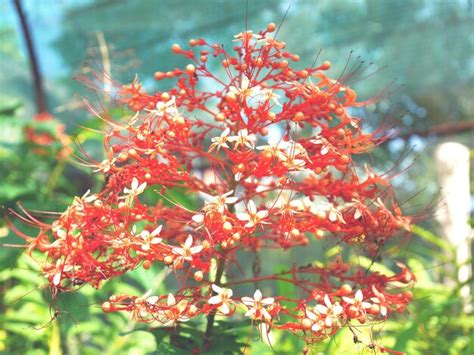 Premium Photo Close Up Of Red Flowers