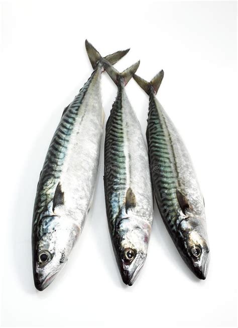 Mackerel Scomber Scombrus Fresh Fishes Against White Background Stock