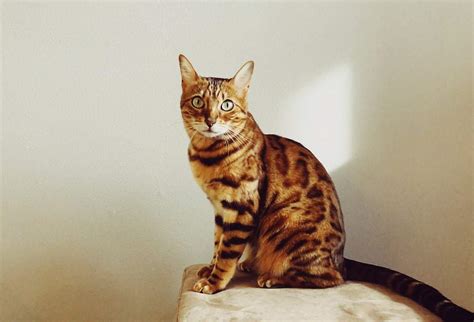 Bengal Cat: Breed Information And Care - Cat Bytes