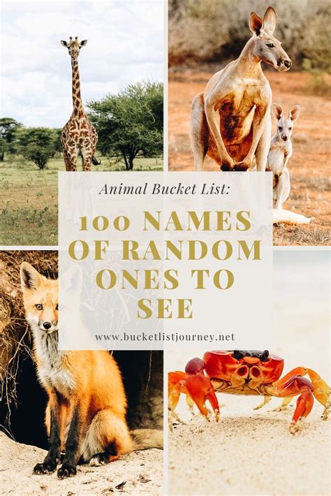 105 Random Animal List: Names of Top Ones to See & Learn About