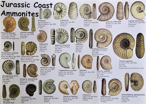 Dinosaur Fossil Identification Chart