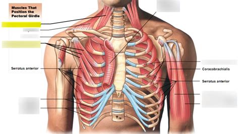 Ch 11 Pectoralis Anterior Diagram Quizlet