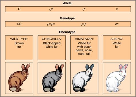 Multiple Alleles — Definition And Examples Expii