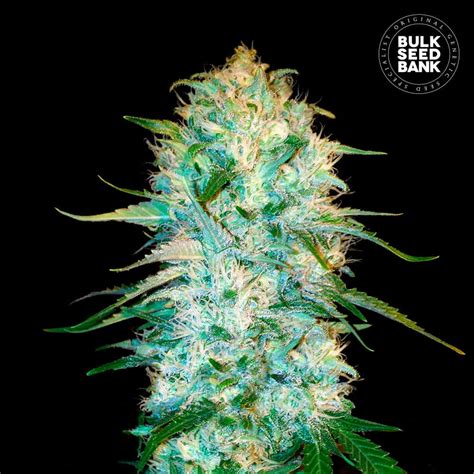 Auto Amnesia Platinum Bulk Seed Bank Cannalogia Autoflower