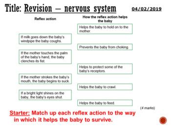 Nervous System Revision Complete Lesson By Dr MN TpT