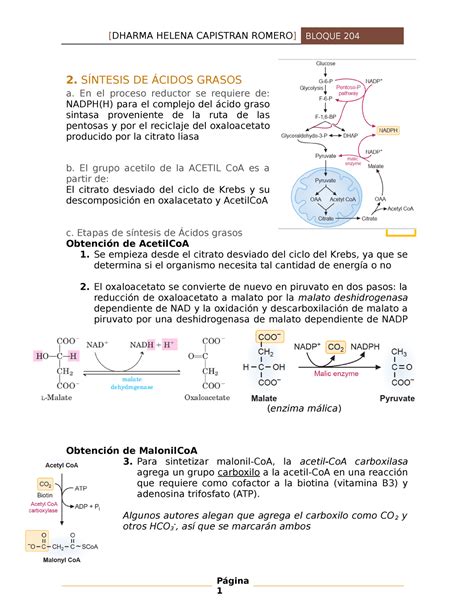 Síntesis De ácidos Grasos 2 SÍntesis De Ácidos Grasos A En El