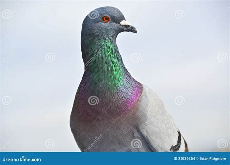 Extravagant Pigeon Colors Stock Images - Image: 28039354