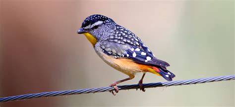 Spotted Pardalote Northern Beaches Council