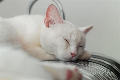 Captura De Pantalla De Un Hermoso Gato Blanco Durmiendo Profundamente