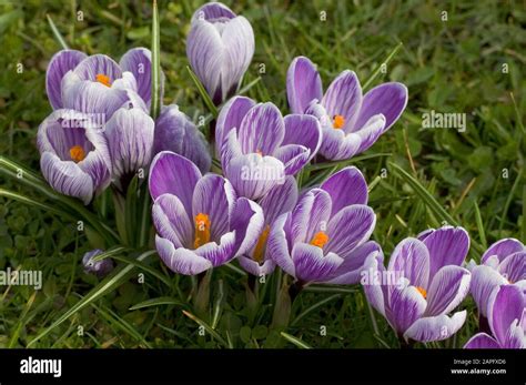 Spring Crocus Crocus Vernus Pickwick Flowers Stock Photo Alamy