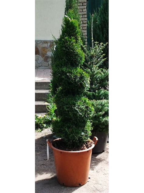 Продажа Thuja occidentalis Smaragd Spirala Туя западная Смарагд спираль ...