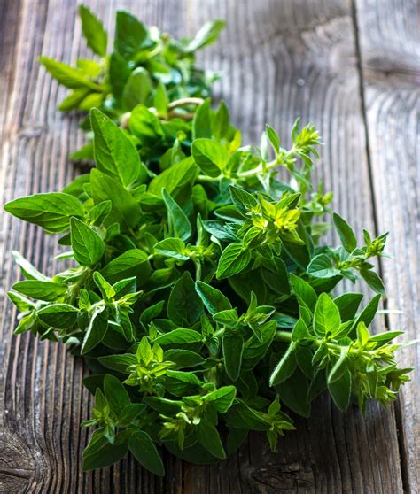 Sweet Marjoram Seed Packets Organic Seeds Shade Tolerant – Bentley Seeds