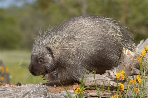 North American Porcupine Erethizon Dorsatum 15936