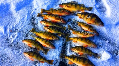 FIRST ICE Cascade Lake 20 21 Season Jumbo Perch Fishing Plus Ice