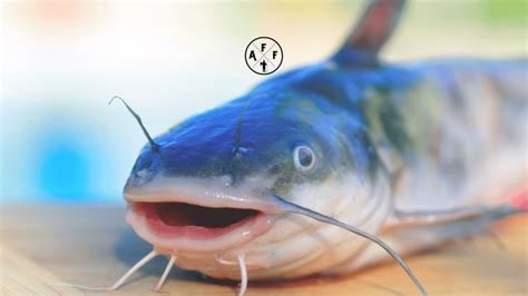 Best Eating Catfish: A Comprehensive Guide To Eating Catfish