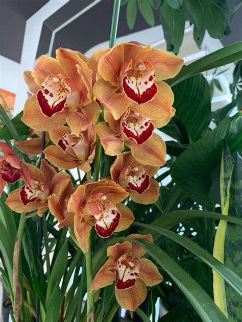 Details 48 Cymbidium Naranja Abzlocal Mx