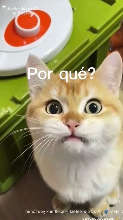 Chistes De Gatos Vete A España 😹😹😹 Videos De Risa De Gatos Youtube